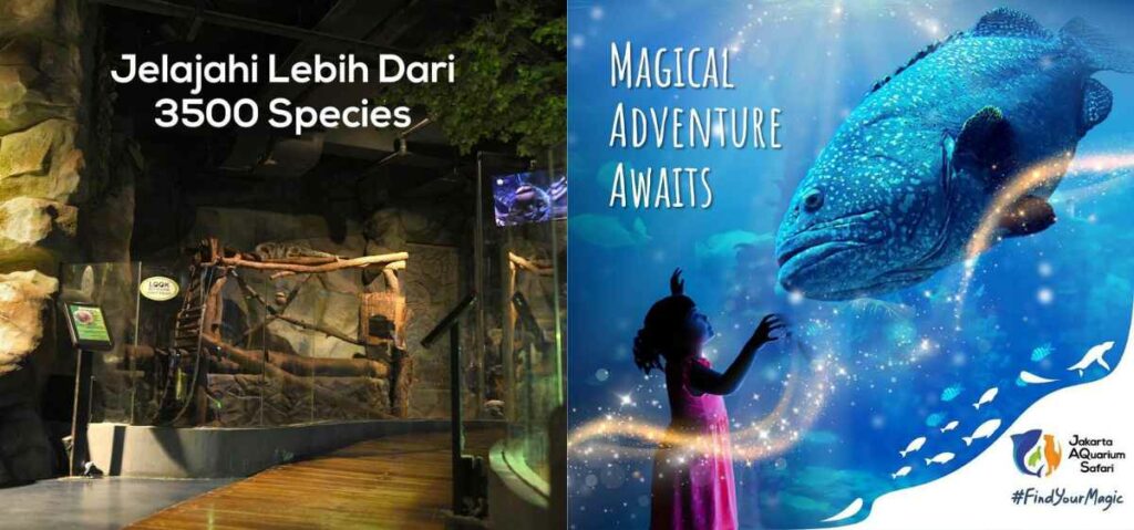 Kamu bisa mengunjungi Jakarta Aquarium, tepatnya di kawasan Mall Neo SOHO yang letaknya di kota Jakarta Barat.